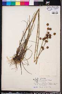 Juncus megacephalus image