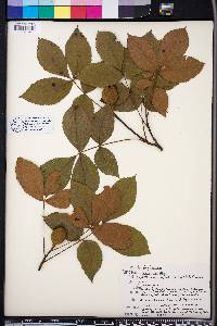 Carya floridana image