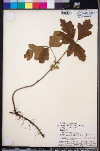 Toxicodendron pubescens image