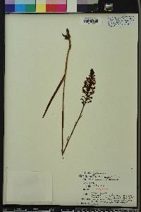 Platanthera nivea image