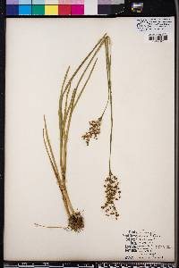 Juncus biflorus image