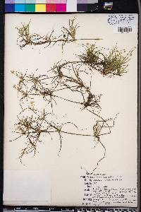 Juncus capitatus image