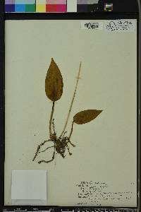 Tipularia discolor image