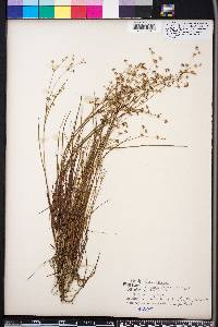 Juncus diffusissimus image