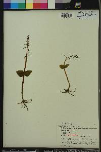 Listera australis image