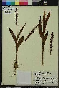 Platanthera flava image