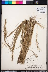 Sorghastrum elliottii image