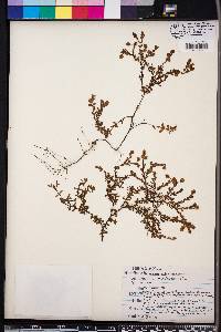 Hypericum suffruticosum image