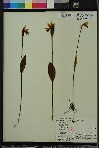 Pogonia ophioglossoides image