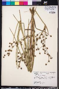 Juncus nodatus image