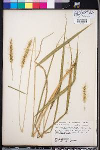 Setaria macrosperma image