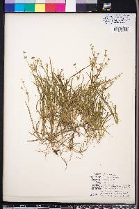Juncus repens image