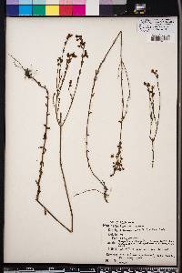 Hypericum setosum image