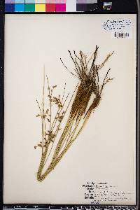 Juncus coriaceus image