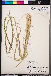 Sporobolus indicus image