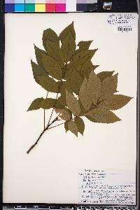 Carya pallida image