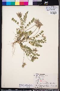 Astragalus villosus image