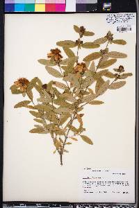 Hypericum frondosum image