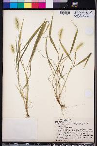 Setaria corrugata image