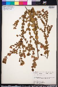 Hypericum tetrapetalum image