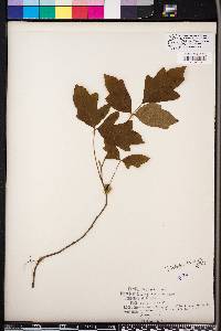 Toxicodendron pubescens image