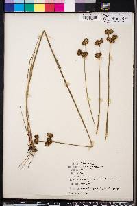 Juncus megacephalus image