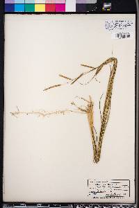 Spartina patens image