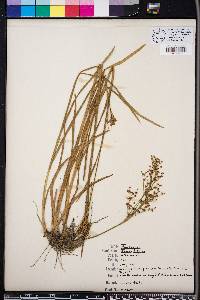 Juncus biflorus image