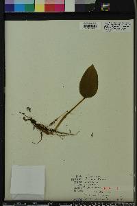 Tipularia discolor image