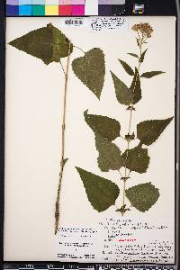 Brickellia cordifolia image