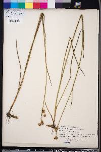 Juncus scirpoides image