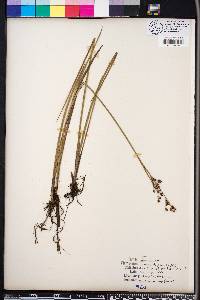 Juncus trigonocarpus image