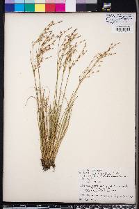 Juncus georgianus image