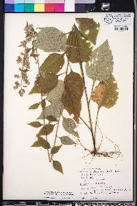 Brintonia discoidea image
