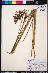 Juncus trigonocarpus image