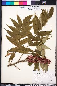 Rhus typhina image