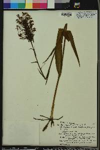 Platanthera ciliaris image