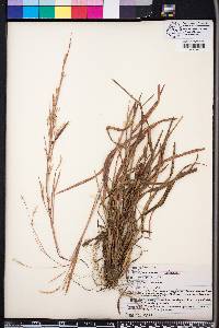 Schizachyrium semiberbe image