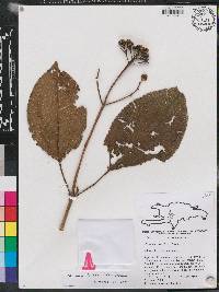 Miconia favosa image