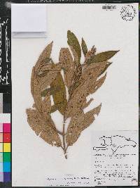 Miconia coniophora image