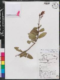 Miconia ferruginea image