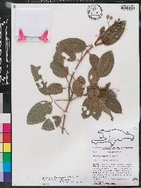 Miconia ferruginea image