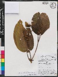Miconia favosa image