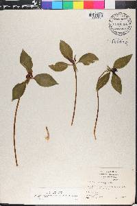 Trillium recurvatum image