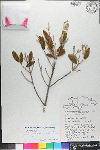Miconia longicollis image