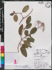 Miconia ferruginea image