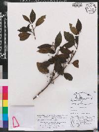 Mecranium integrifolium subsp. neibense image