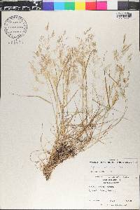 Agrostis mertensii image