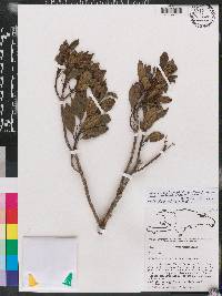 Mecranium integrifolium image