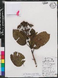Miconia favosa image